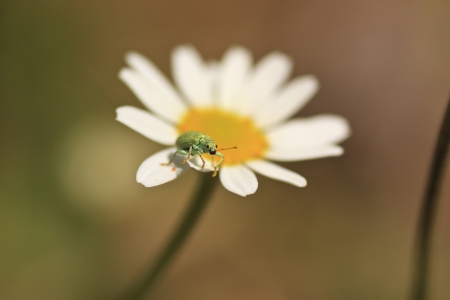 Phyllobius feeding on a white and yellow daisy の写真素材