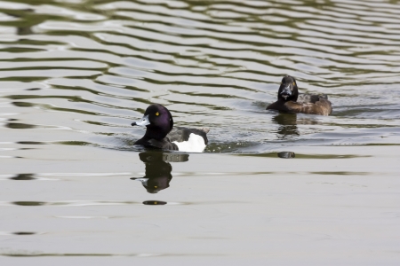 Couple of Tufted Ducks on Las Tablas de Daimiel, Spainの写真素材