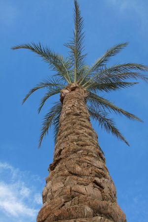 Palm tree against the blue skyの写真素材