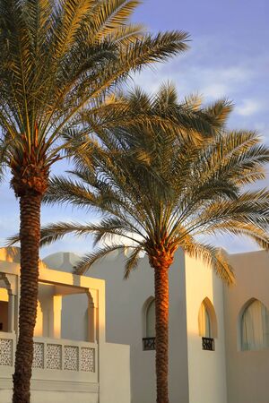 Palm trees and the buildings shined with beams of the coming sun.の写真素材