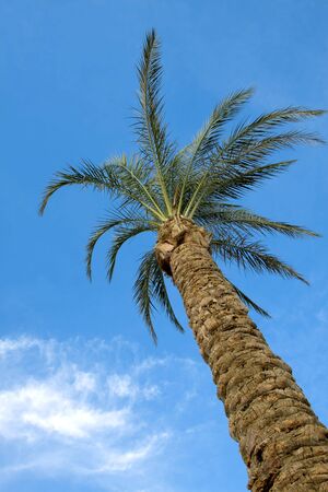 Palm tree against the blue skyの写真素材