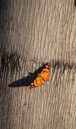 The butterfly on a tree, shined with a shining sunの写真素材