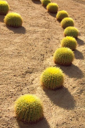 Cactuses rowed and shined with a shining sunの写真素材