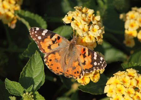 The butterfly on yellow coloursの写真素材