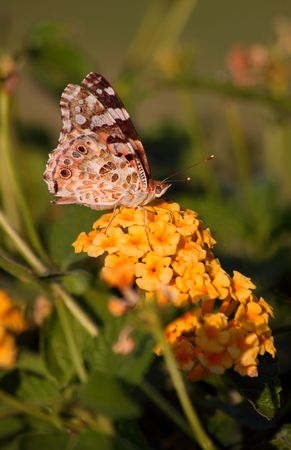 The butterfly on a yellow flowerの写真素材