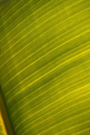 Sheet of banana by a large planの写真素材