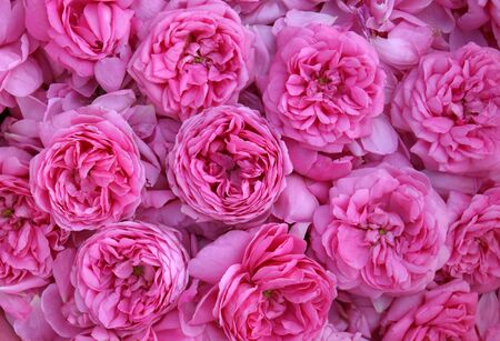 Pink roses and petals of roses in a considerable quantityの写真素材