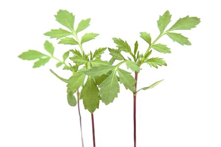 Plantsの写真素材