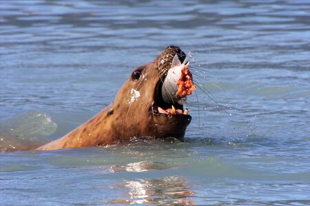 seal eating a salmon in valdez alaskaの写真素材