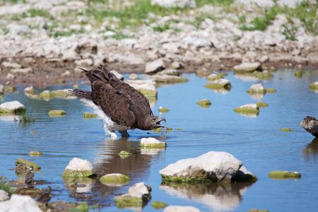 martial eagle drinking waterの写真素材