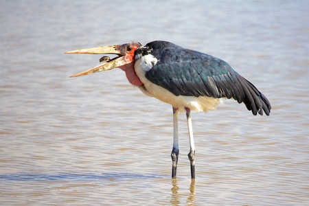 marabou stork eating a turtleの写真素材