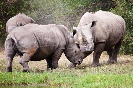 rhinos fight at krugerの写真素材