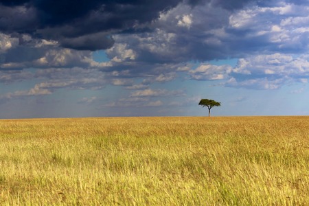 solitary acacia in kenyaの写真素材