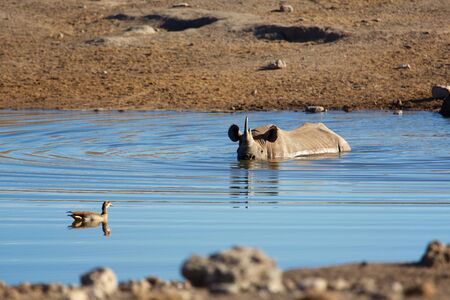 rhino having a bathの写真素材