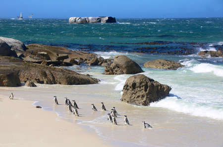 Penguins in boulder beach south africaの写真素材