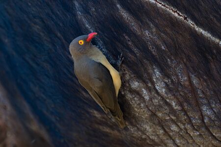 redbilled oxpecker on a buffaloの写真素材