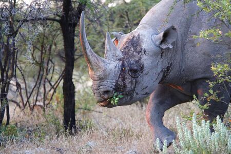 bleeding rhino at etoshaの写真素材