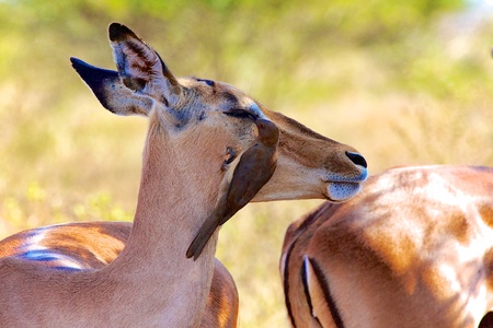 impala and a birdの写真素材