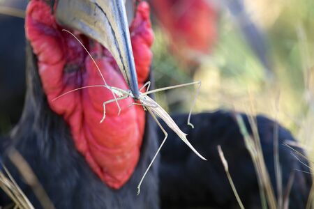 ground hornbill eating a stick insectの写真素材