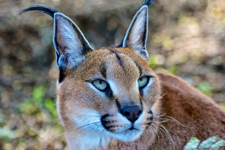 portrait of a beautiful caracalの写真素材