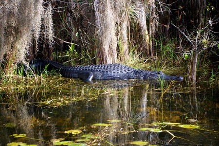 aligator florida USAの写真素材