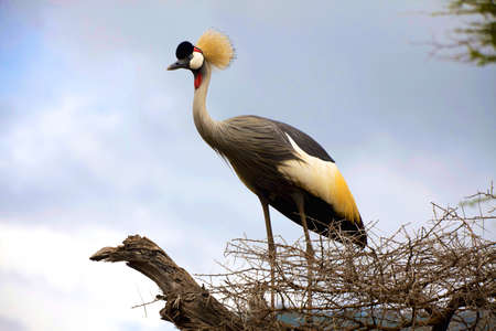 a gray crowned crane in tanzaniaの写真素材