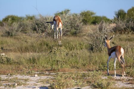 a jumping springboks in etosha national parkの写真素材