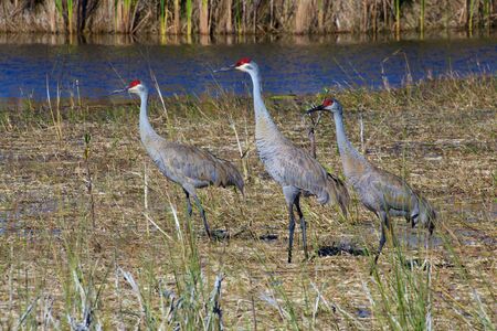 three sandhill cranes at everglades national park USAの写真素材