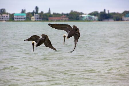 pelicans fishing in floridaの写真素材