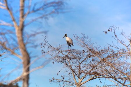 wood stork alone in a treeの写真素材