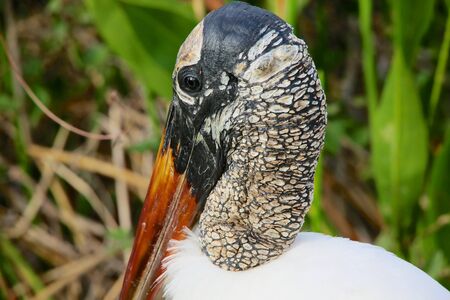 portrait of a wood stork at evergladesの写真素材