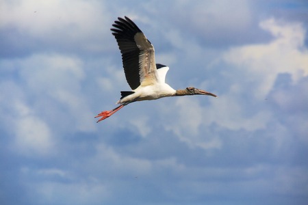 wood stork flying evergladesの写真素材