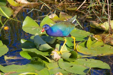 gallinule walking on waterlilyの写真素材