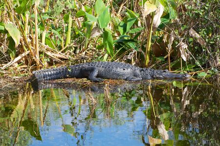alligator having a sunbath at evergladesの写真素材