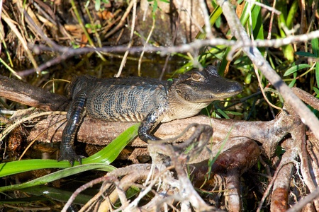 baby alligator having rest in evergladesの写真素材