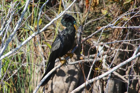 anhinga catching a catfishの写真素材