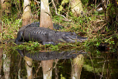 alligator having rest in a riverの写真素材
