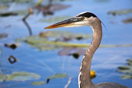 portrait of a great blue heronの写真素材