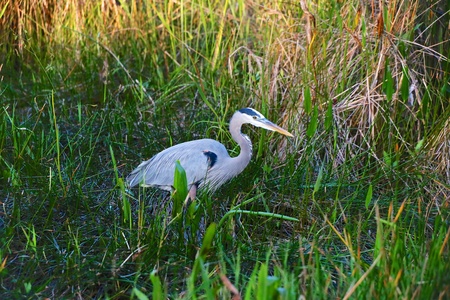 great blue heron fishing evergladesの写真素材
