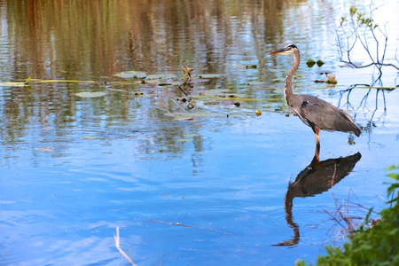 great blue heron fishing at everglades national parkの写真素材