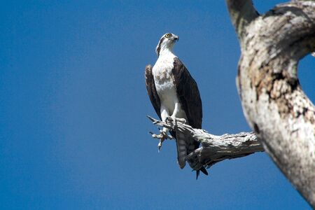osprey in a tree near evergladesの写真素材