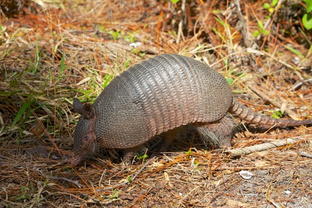 armadillo in the forestの写真素材