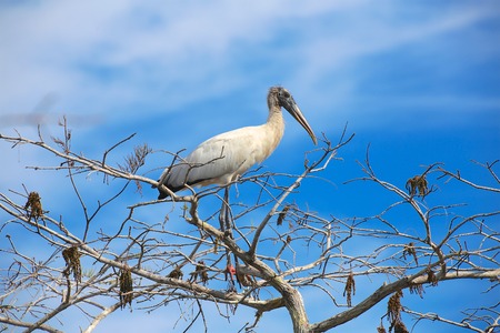wood stork having rest in a treeの写真素材