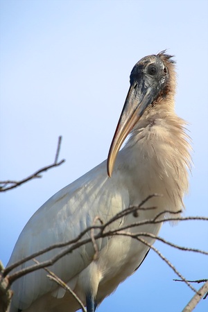 beautiful wood stork at evergladesの写真素材
