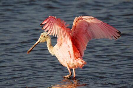 roseate spoonbill landing evergladesの写真素材