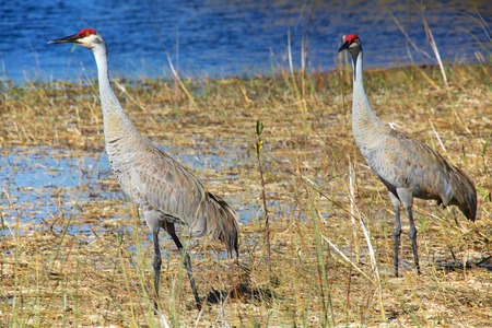sandhill crane at everglades national parkの写真素材