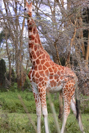 girafe eating an acacia treeの写真素材
