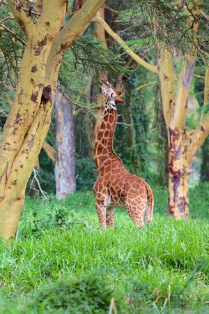 girafe in the forest kenyaの写真素材
