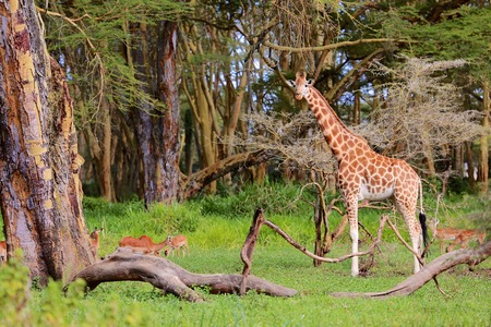 girafe looking at meの写真素材