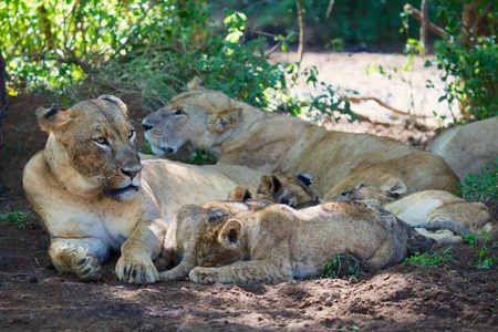 lioness resting with her cubsの写真素材